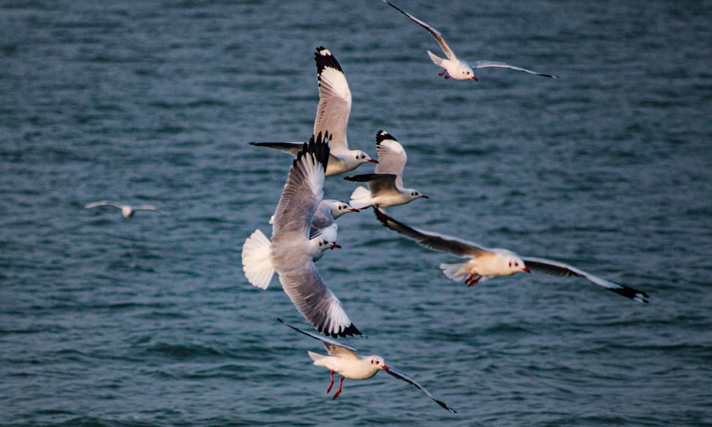 white and black birds flying over the sea during daytime