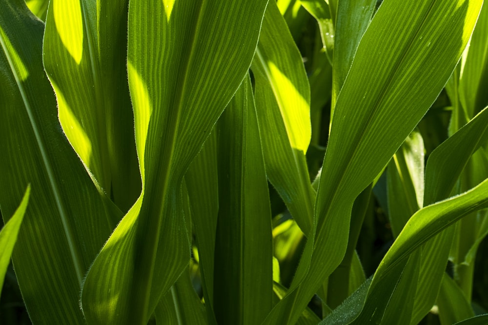 green leaf plant during daytime