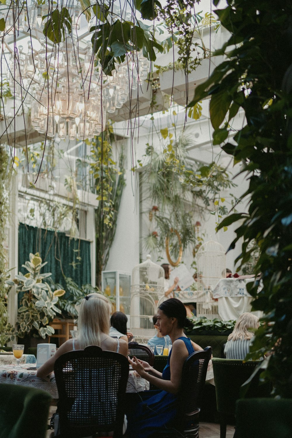 people sitting on chairs near green leaf plants during daytime