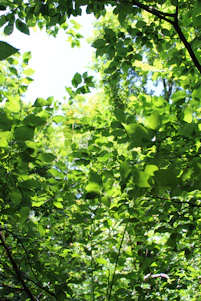 A vibrant green forest canopy with sunlight filtering through, symbolizing growth and renewal.