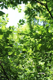 A vibrant green forest with sunlight filtering through the leaves, symbolizing growth and sustainability.