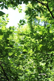 A vibrant green forest with sunlight filtering through the leaves, symbolizing sustainability and climate awareness.