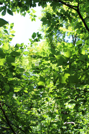 A vibrant green forest canopy with sunlight filtering through, symbolizing growth and renewal.