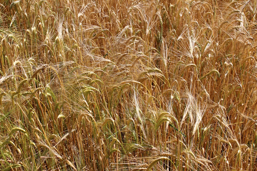 Campo de trigo marrón durante el día