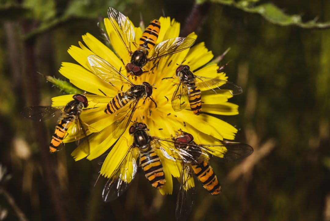 yellow and black bee on yellow flower