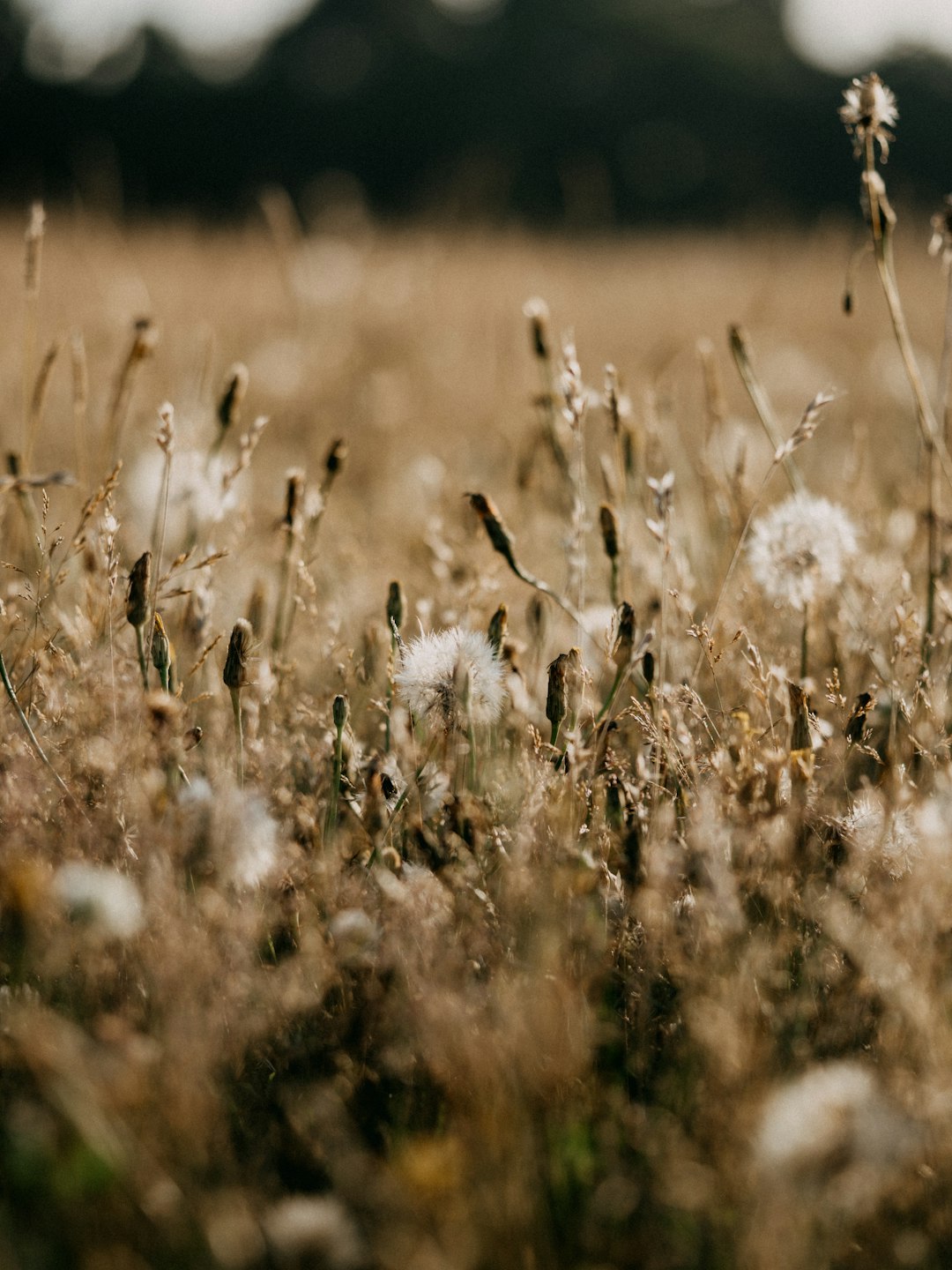 white dandelion field during daytime