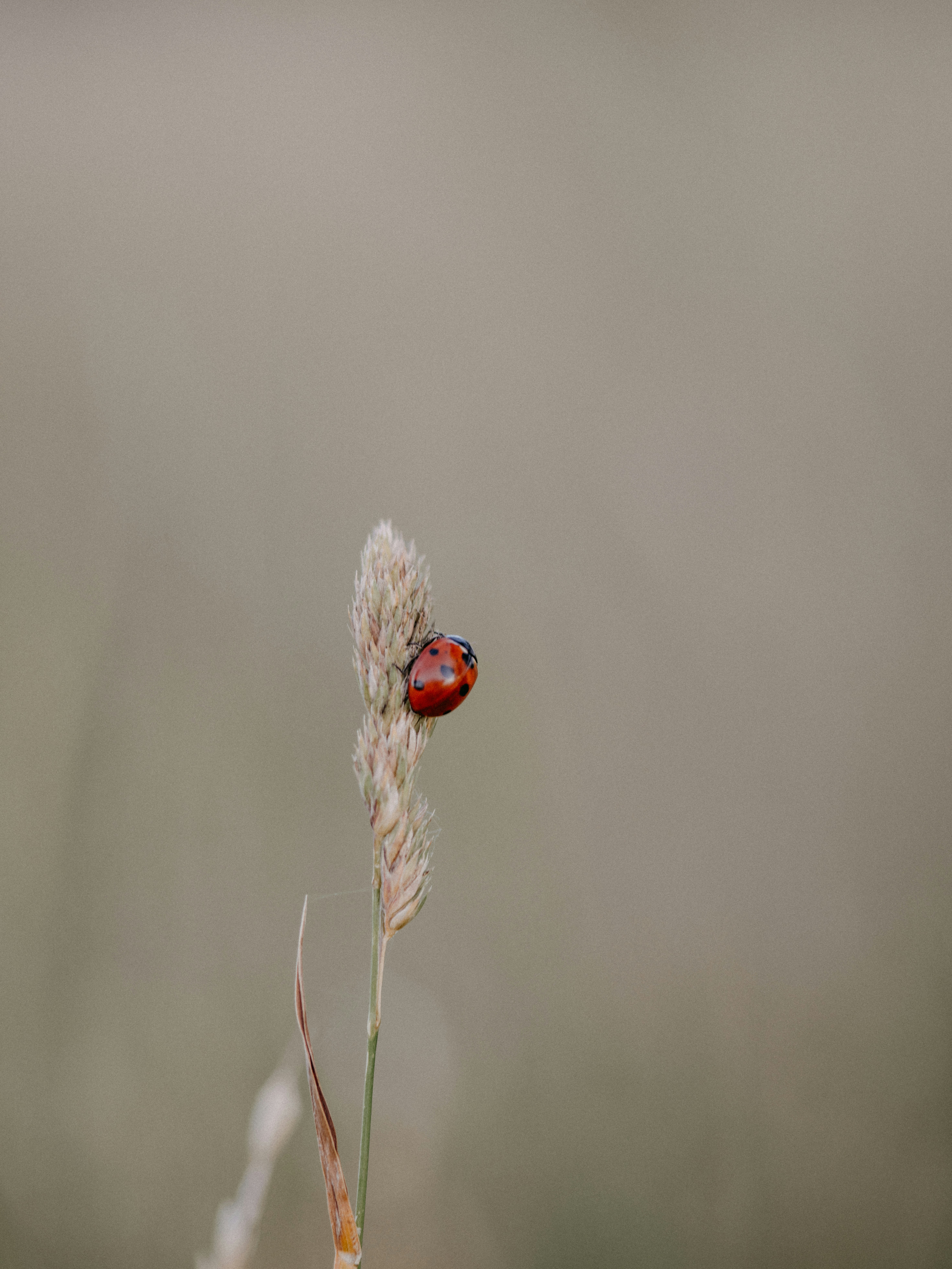 red ladybug perched on brown plant stem in close up photography