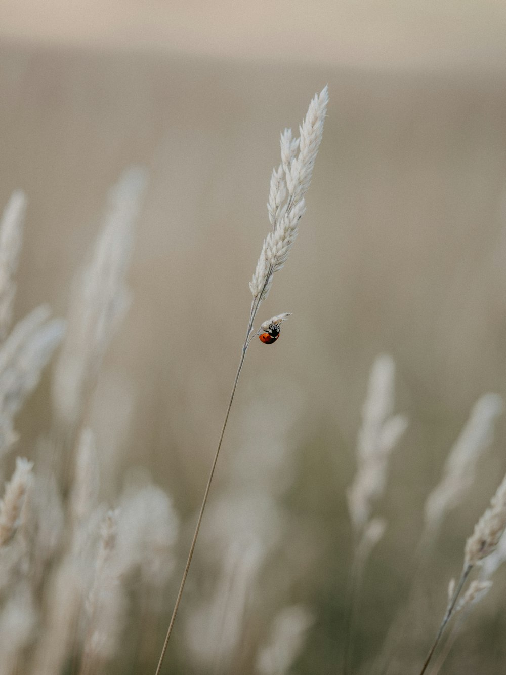 red ladybug perched on white flower in close up photography during daytime