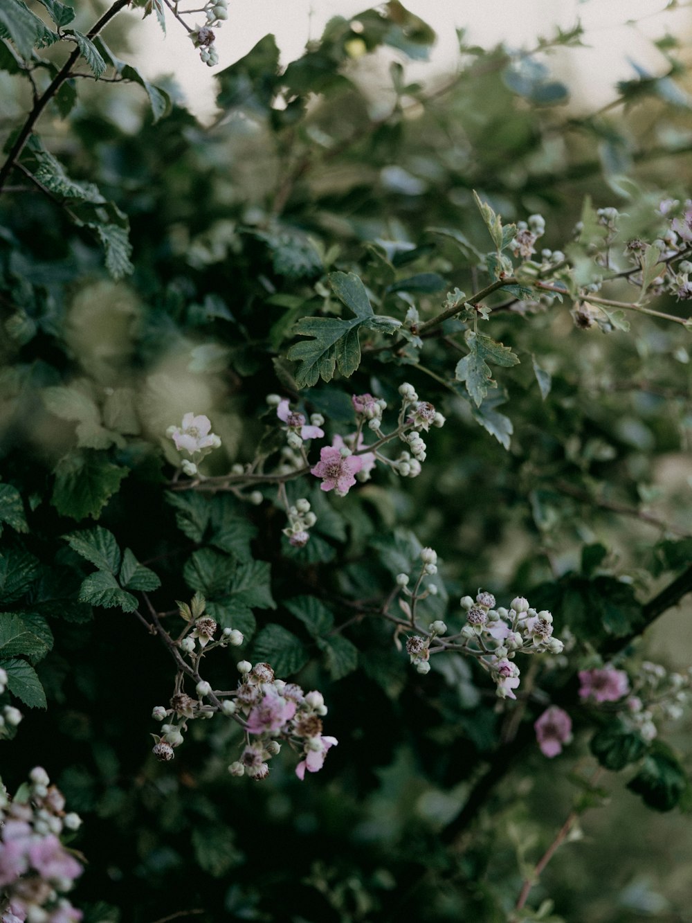 pink and white flowers in tilt shift lens