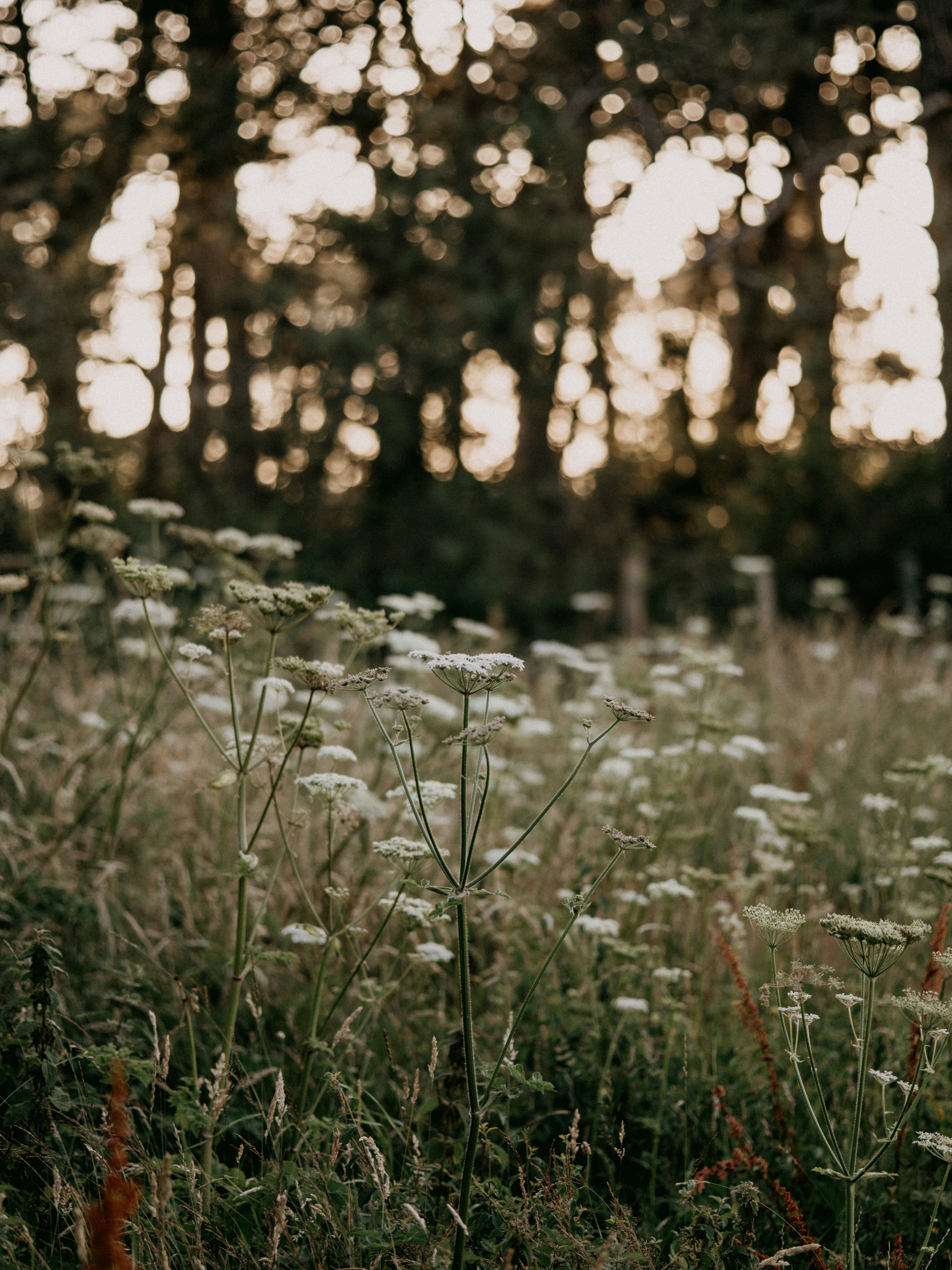 Photo by anniespratt