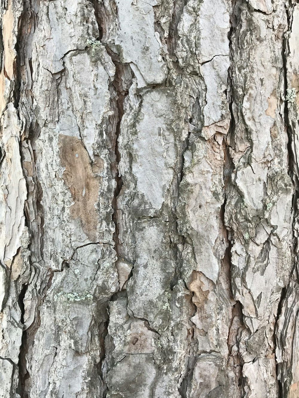 tronco d'albero marrone e verde