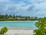 A serene beach with turquoise waters and palm trees under a clear blue sky.
