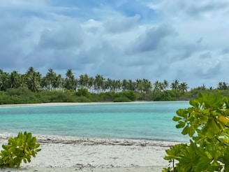 A serene beach in Mexico with clear turquoise waters and palm trees swaying gently.