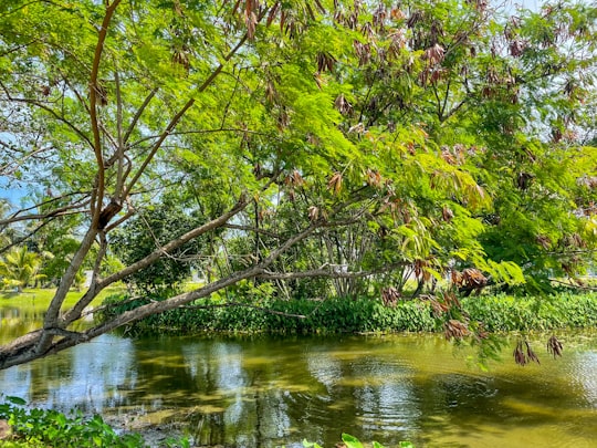 green and brown tree on water in Hithadhoo Maldives