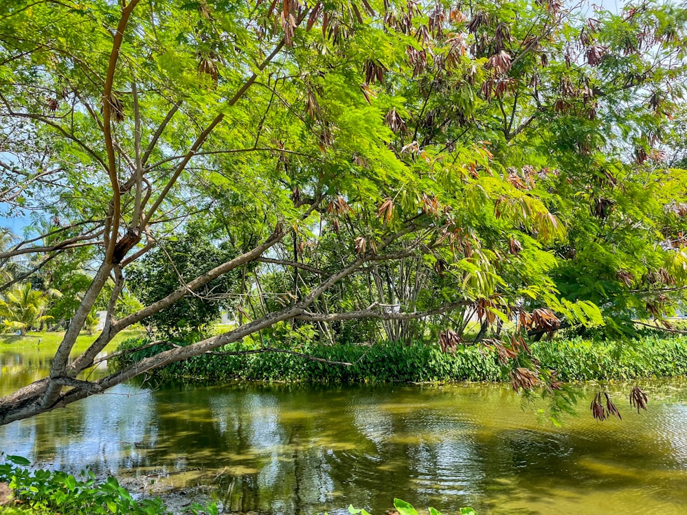 green and brown tree on water