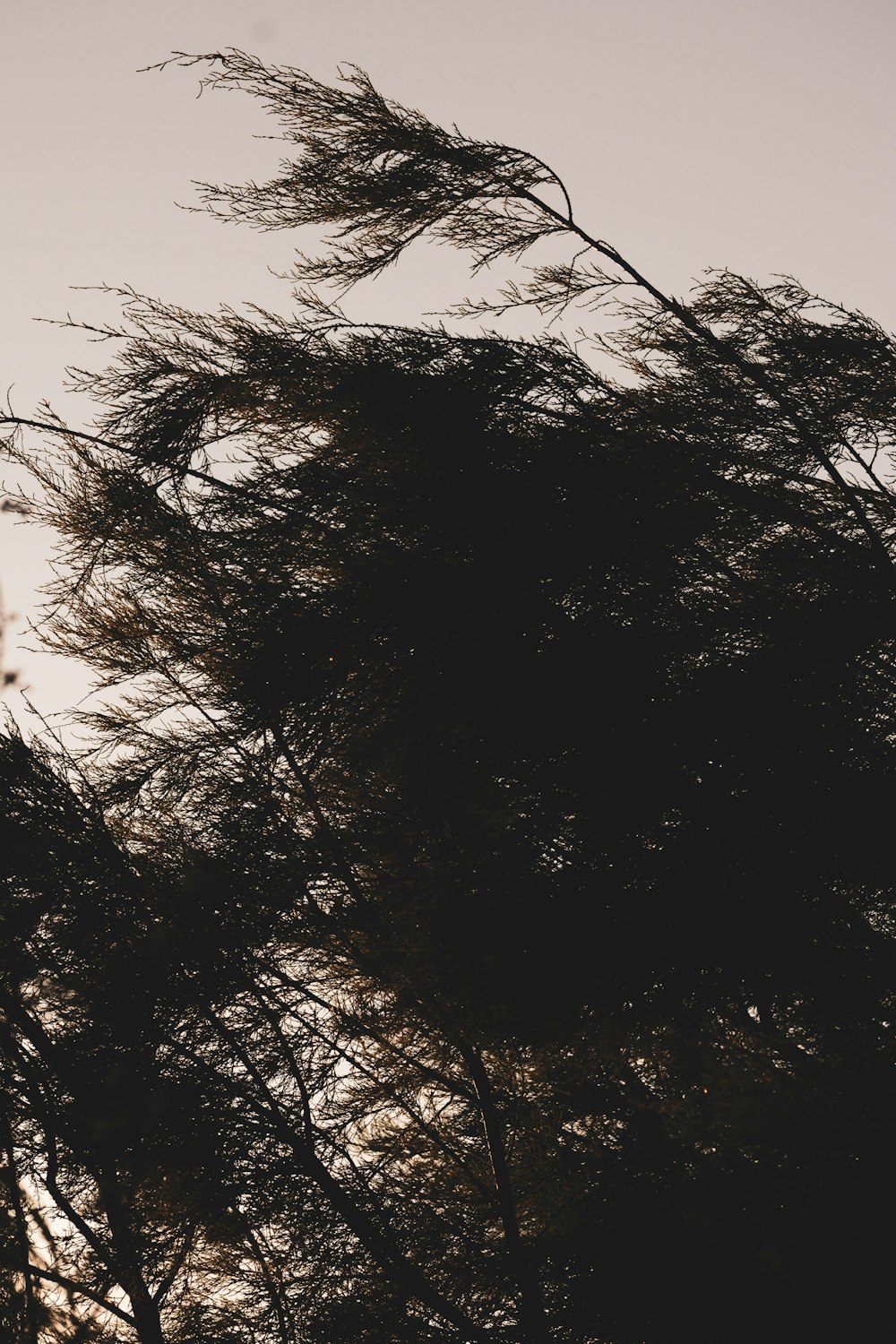 silhouette of tree during daytime