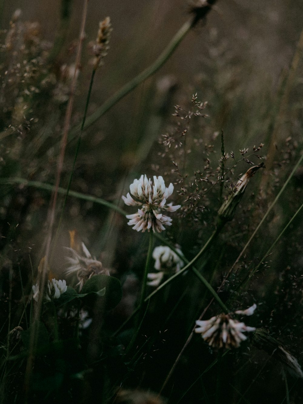 white flowers in tilt shift lens