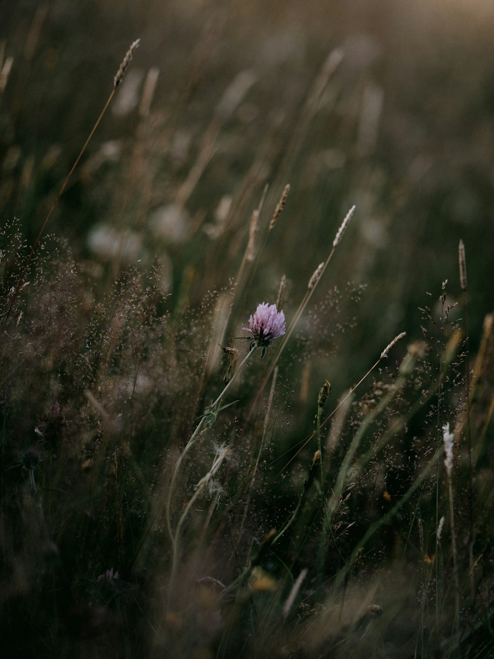 purple flower in tilt shift lens