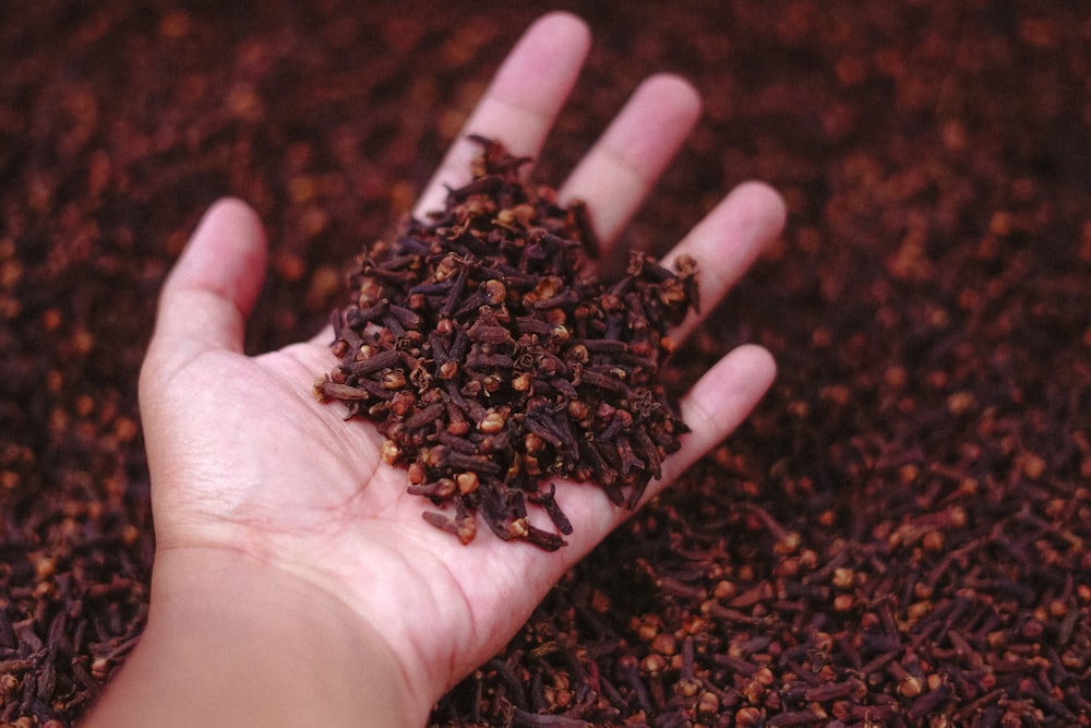granos de café marrón en la mano de las personas