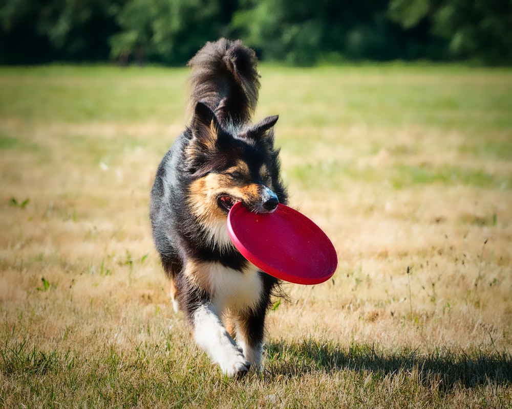 black and brown long coated dog biting red plastic heart toy on green grass field during