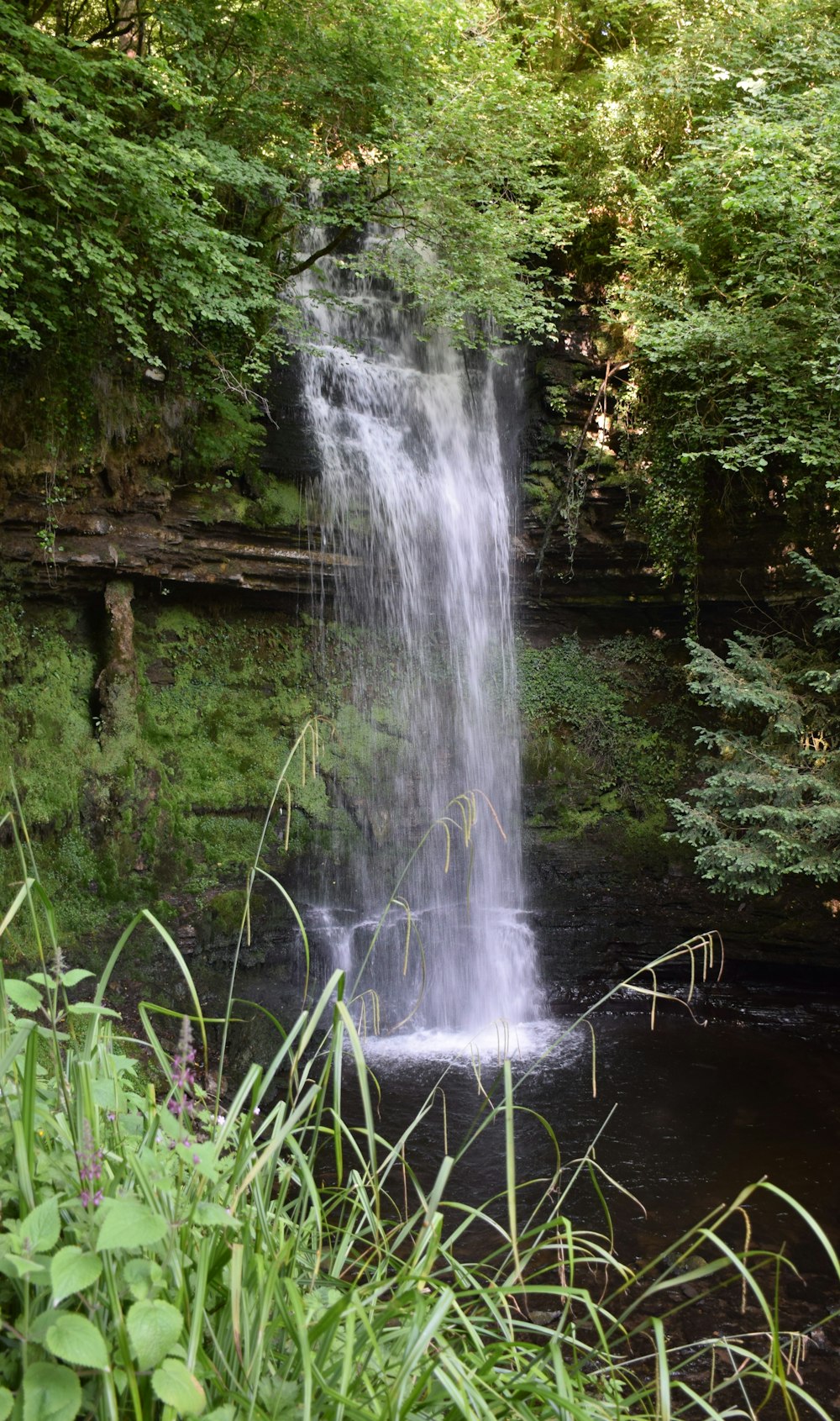 water falls in the middle of green trees