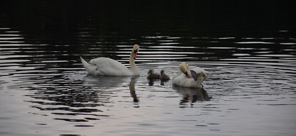 white swan on water during daytime