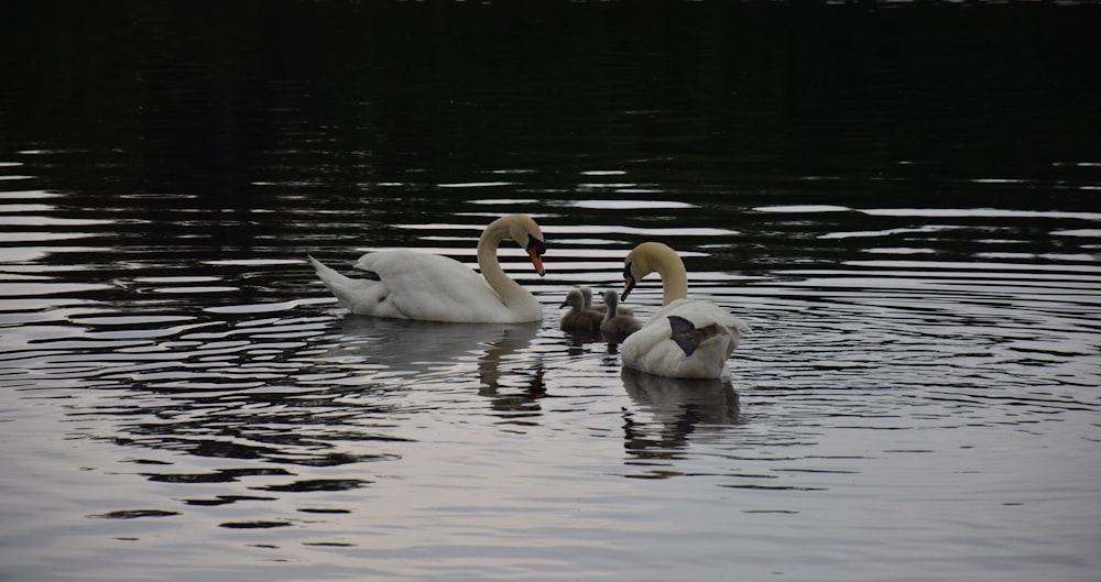 white swan on water during daytime