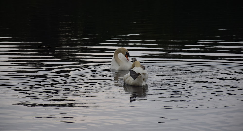 2 white swans on water during daytime