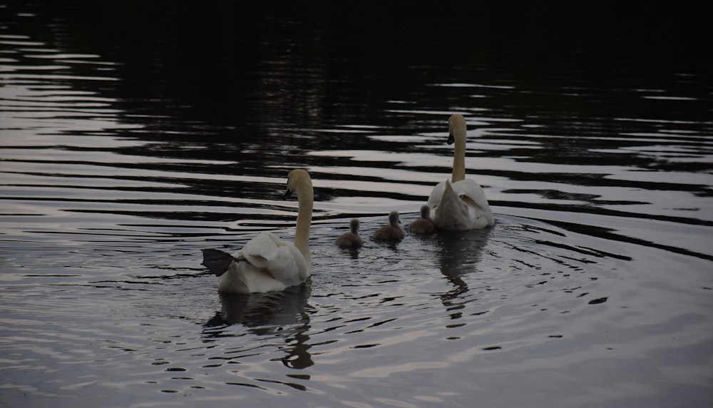 white swan on water during daytime