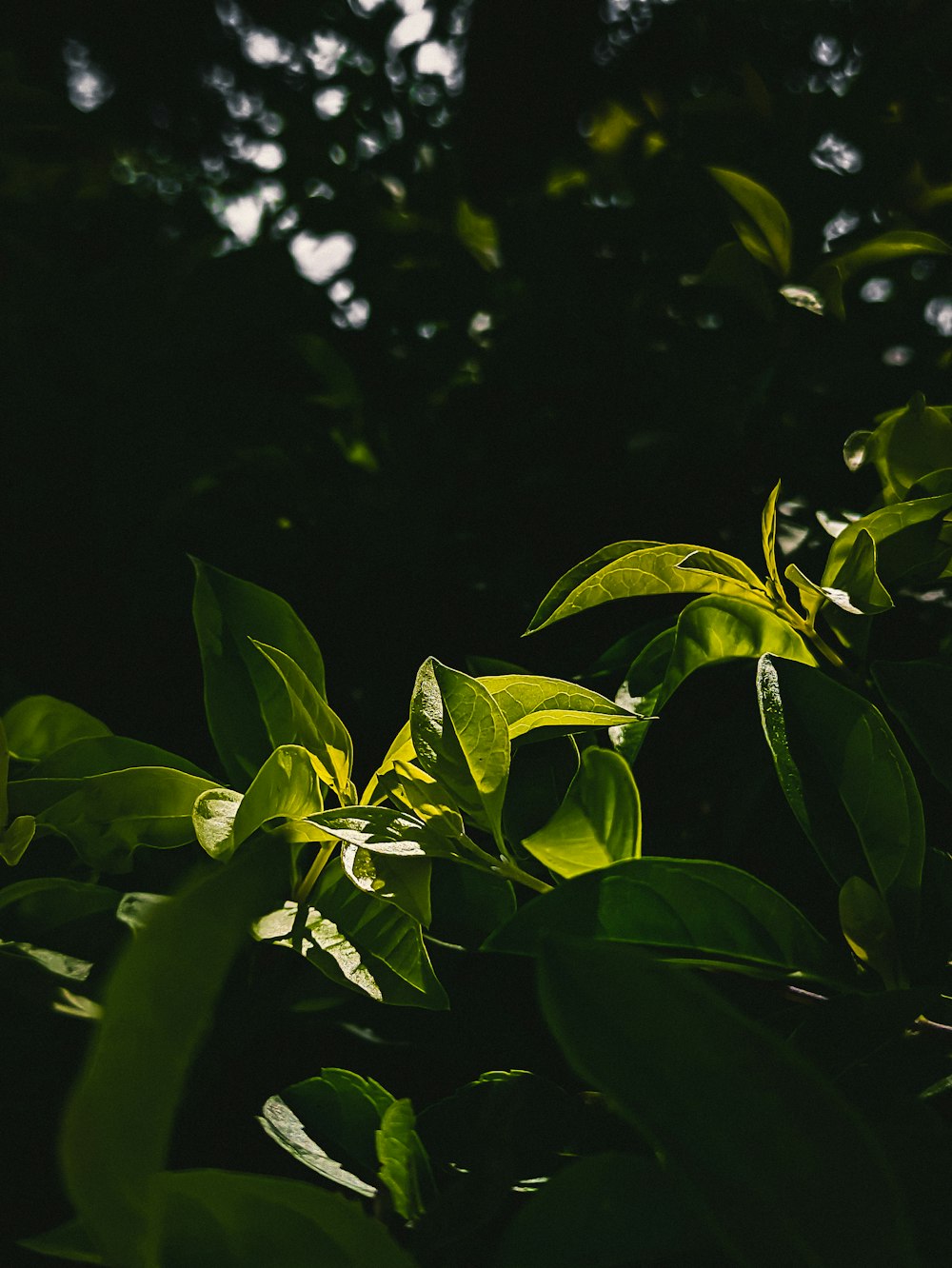 green leaves in tilt shift lens