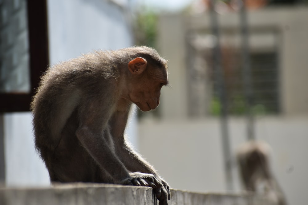 brown monkey sitting on concrete wall during daytime