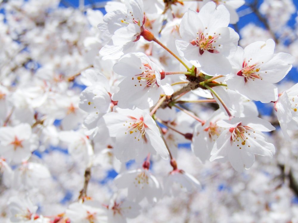 昼間に咲く白桜