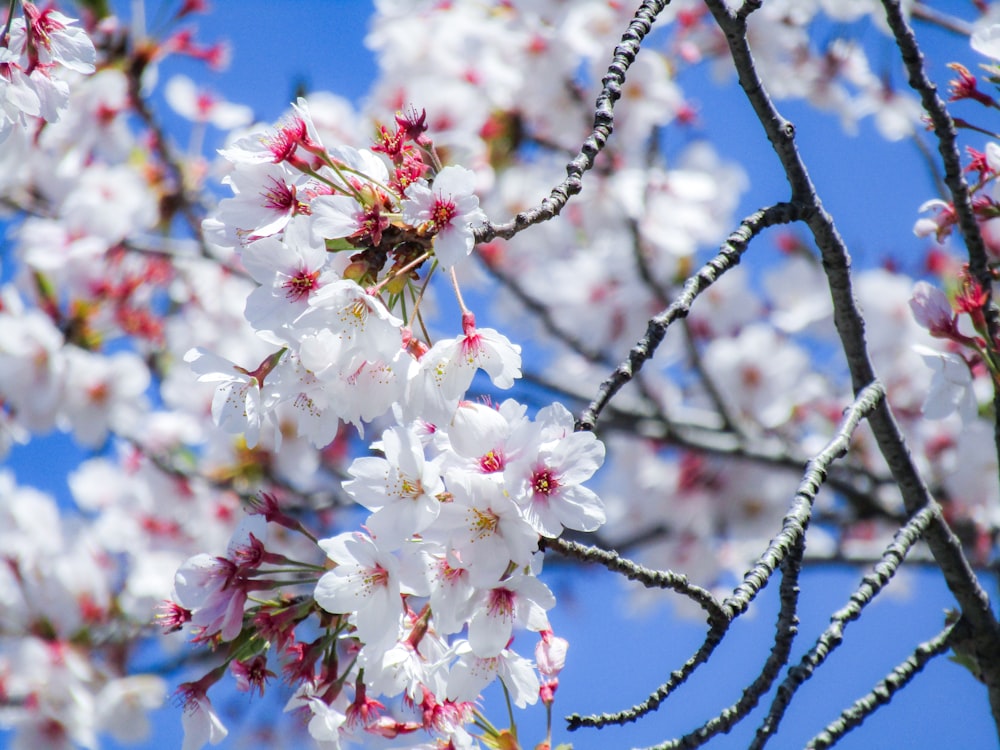 white and red cherry blossom flowers in bloom during daytime