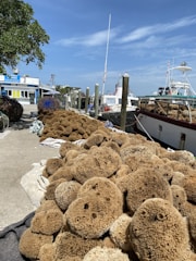 A large collection of natural sponges is displayed along a dock, with boats tied nearby. The sponges vary in size and texture, piled on tarps spread on the concrete. The background includes several buildings and a clear blue sky, suggesting a coastal setting.