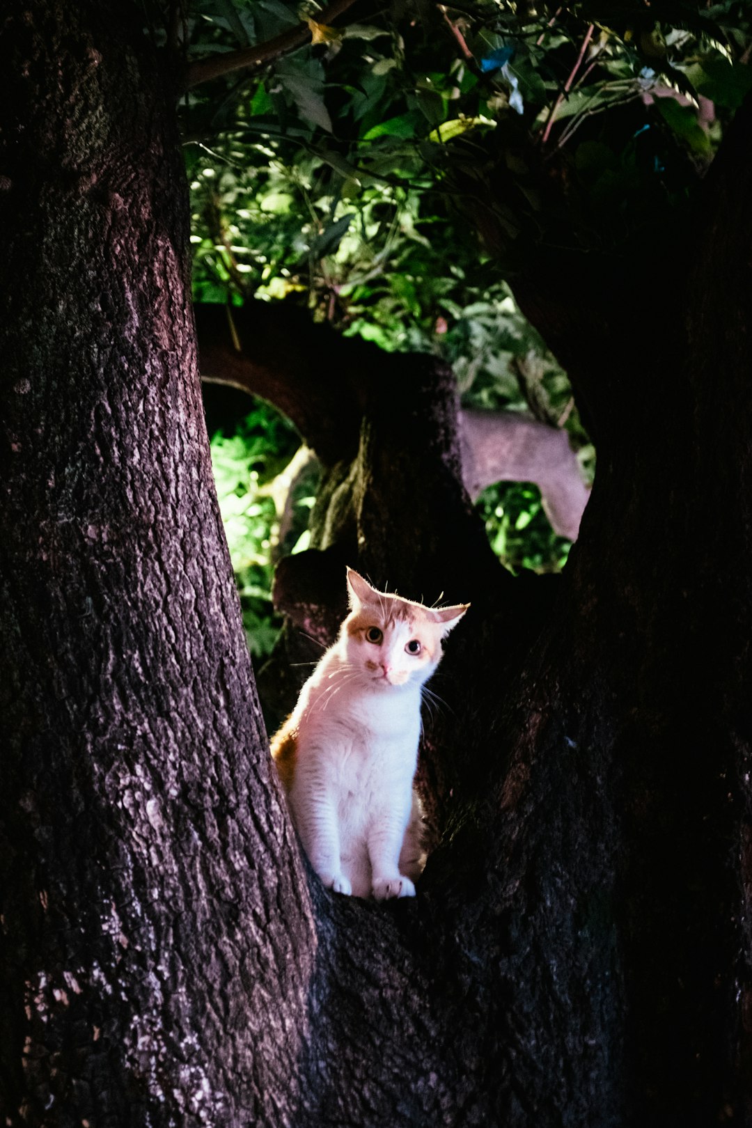 white and orange cat on tree