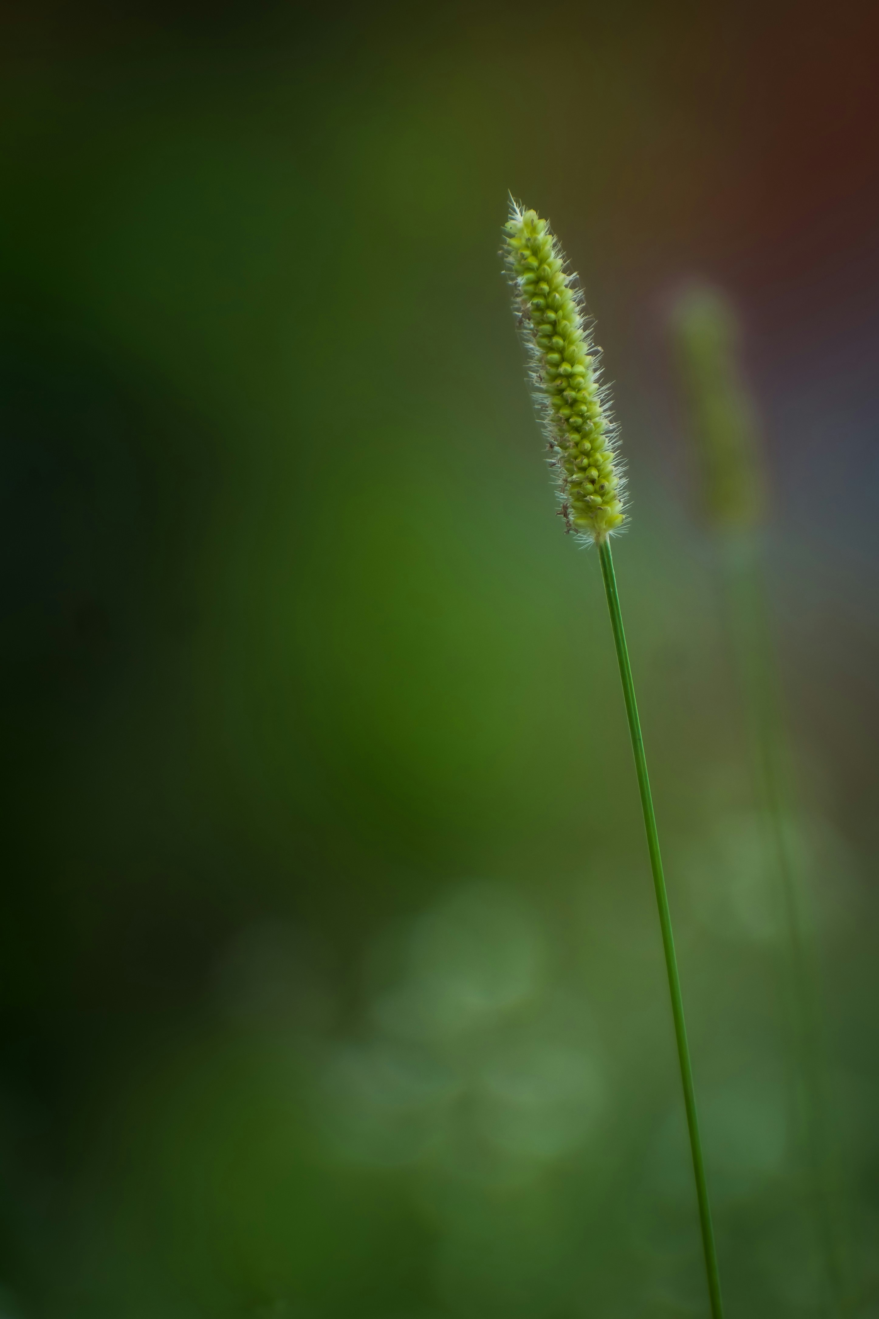 Photo by baraikshivam22