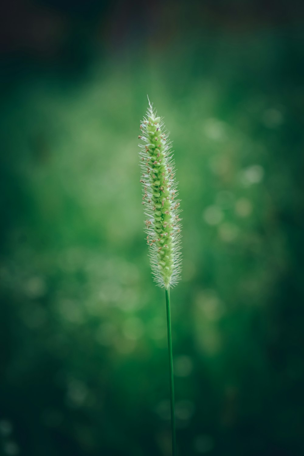 green plant in close up photography