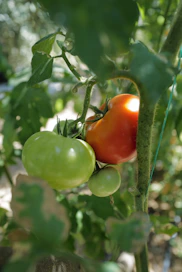 green and red tomato fruit