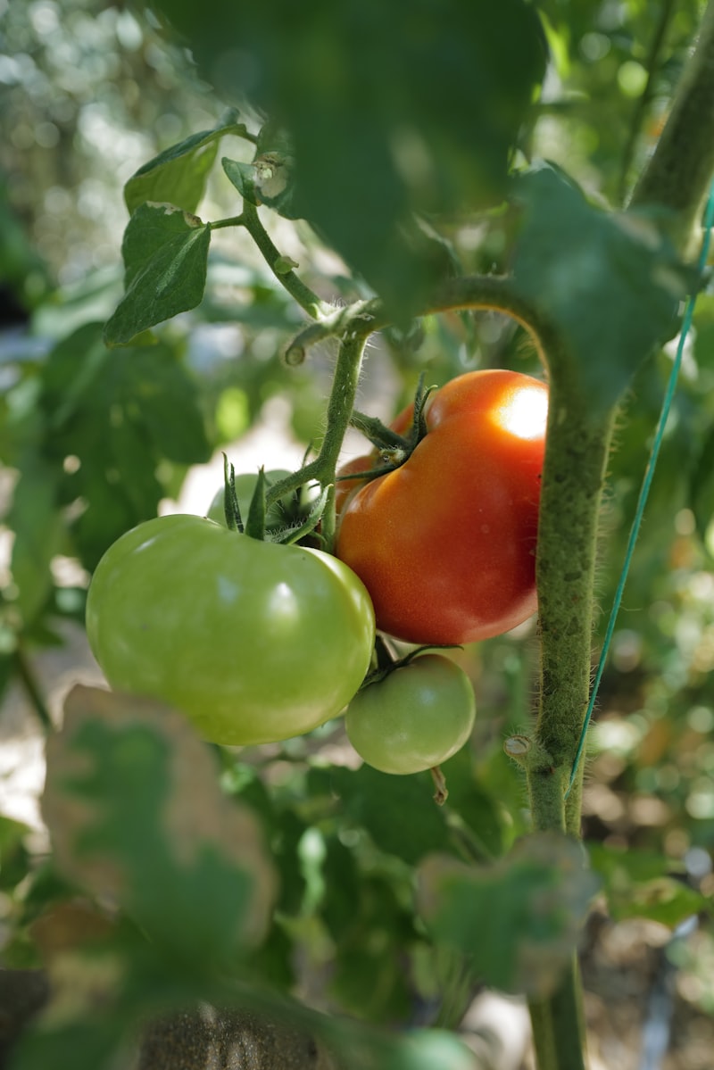 Tomatoes ripening on the vine — save seeds from your most flavorful, true-to-type heirloom plants