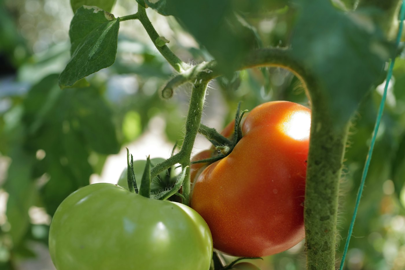Green and red tomatoes, with fruit checked daily for blossom end rot