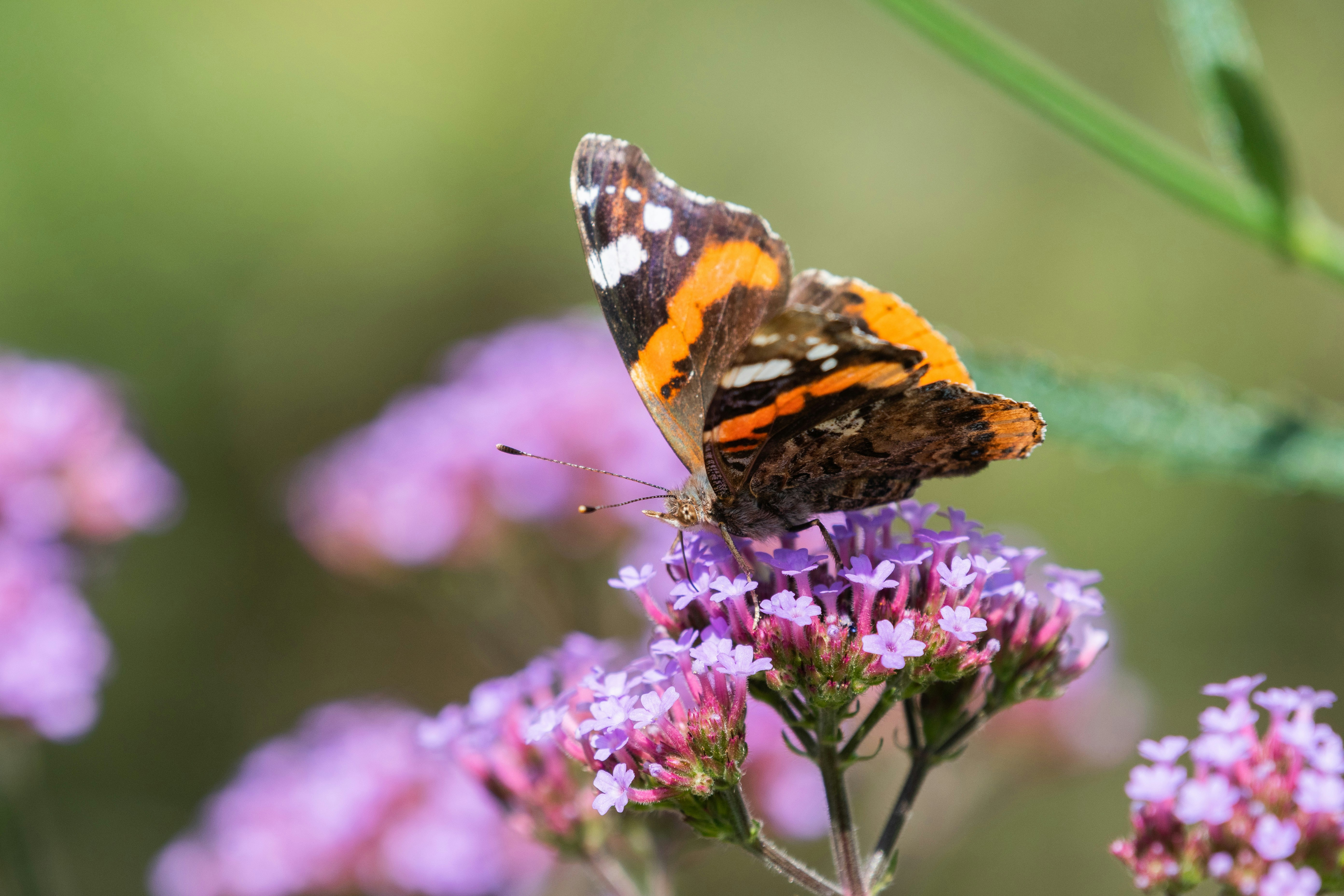 painted lady butterfly perched on purple flower