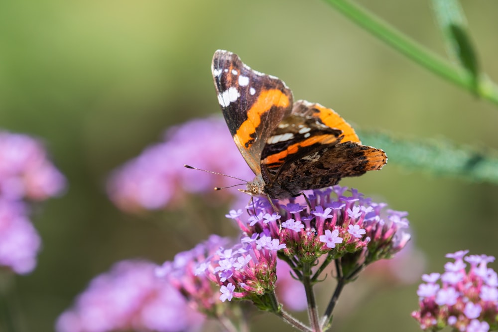 painted lady butterfly perched on purple flower