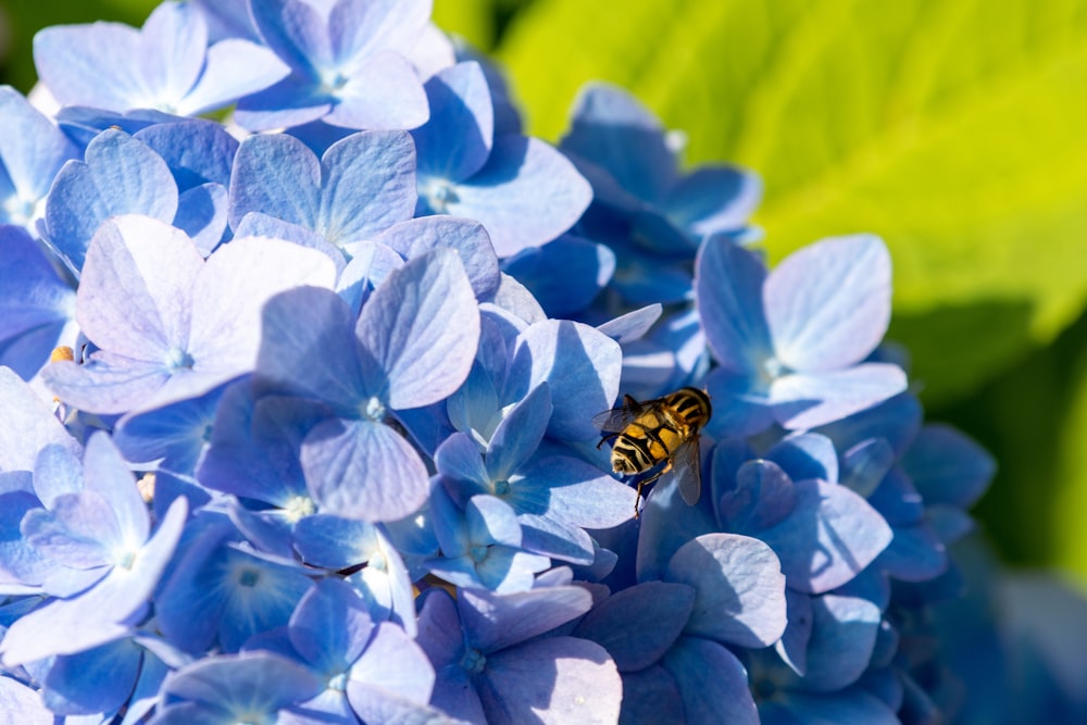 yellow and black butterfly on blue flower