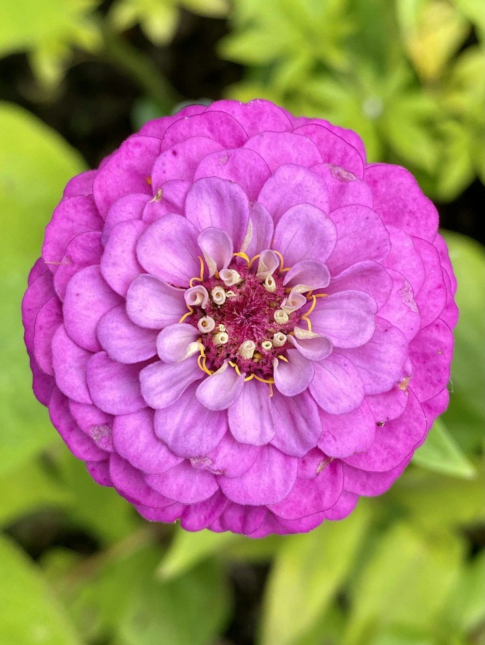 purple flower in macro shot