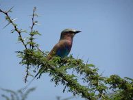 A close-up of a colorful Indian roller bird perched on a bare twig against a clear sky.