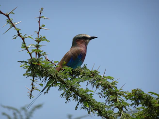A close-up of a colorful Indian roller bird perched on a bare twig against a clear sky.