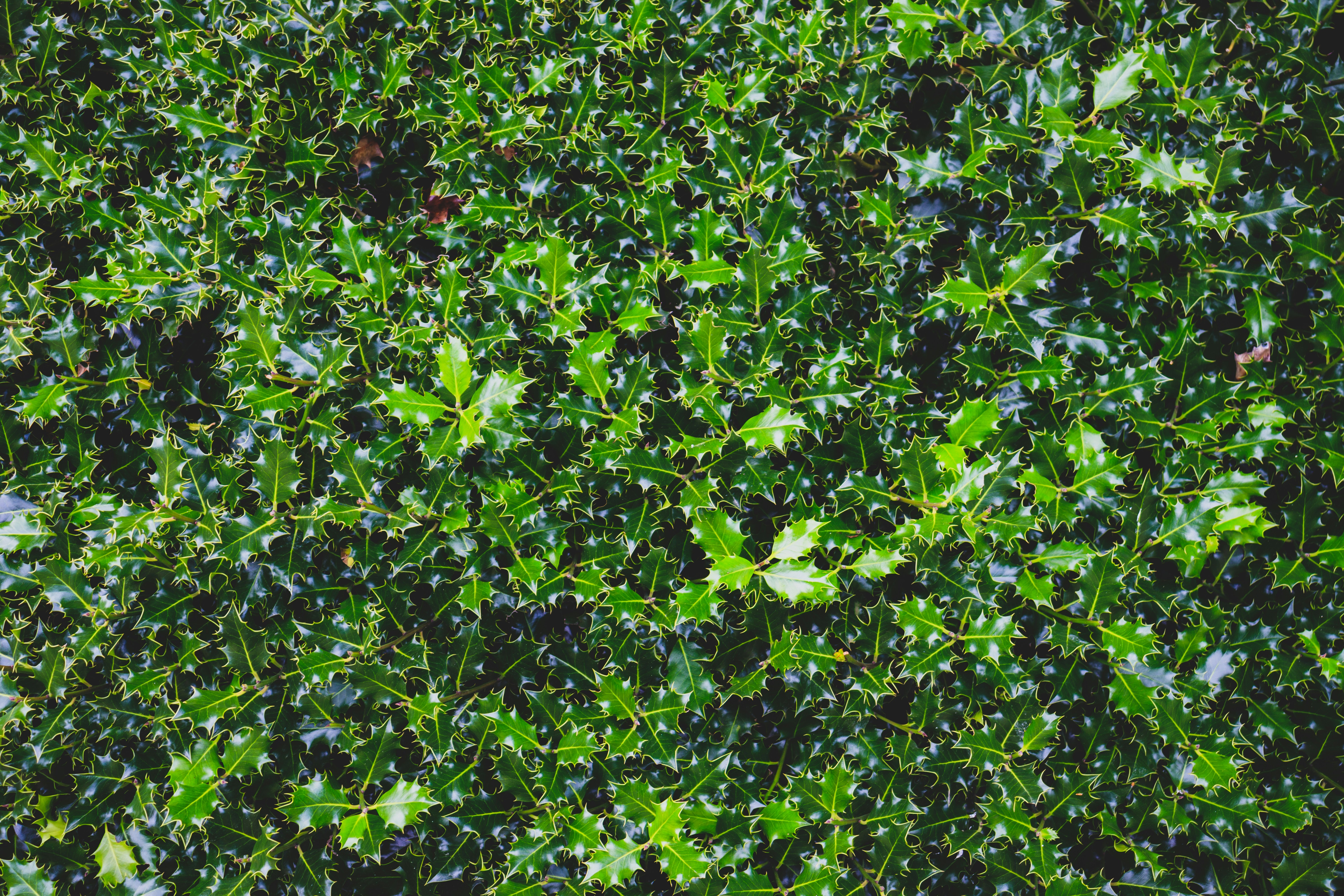 green leaf plant during daytime