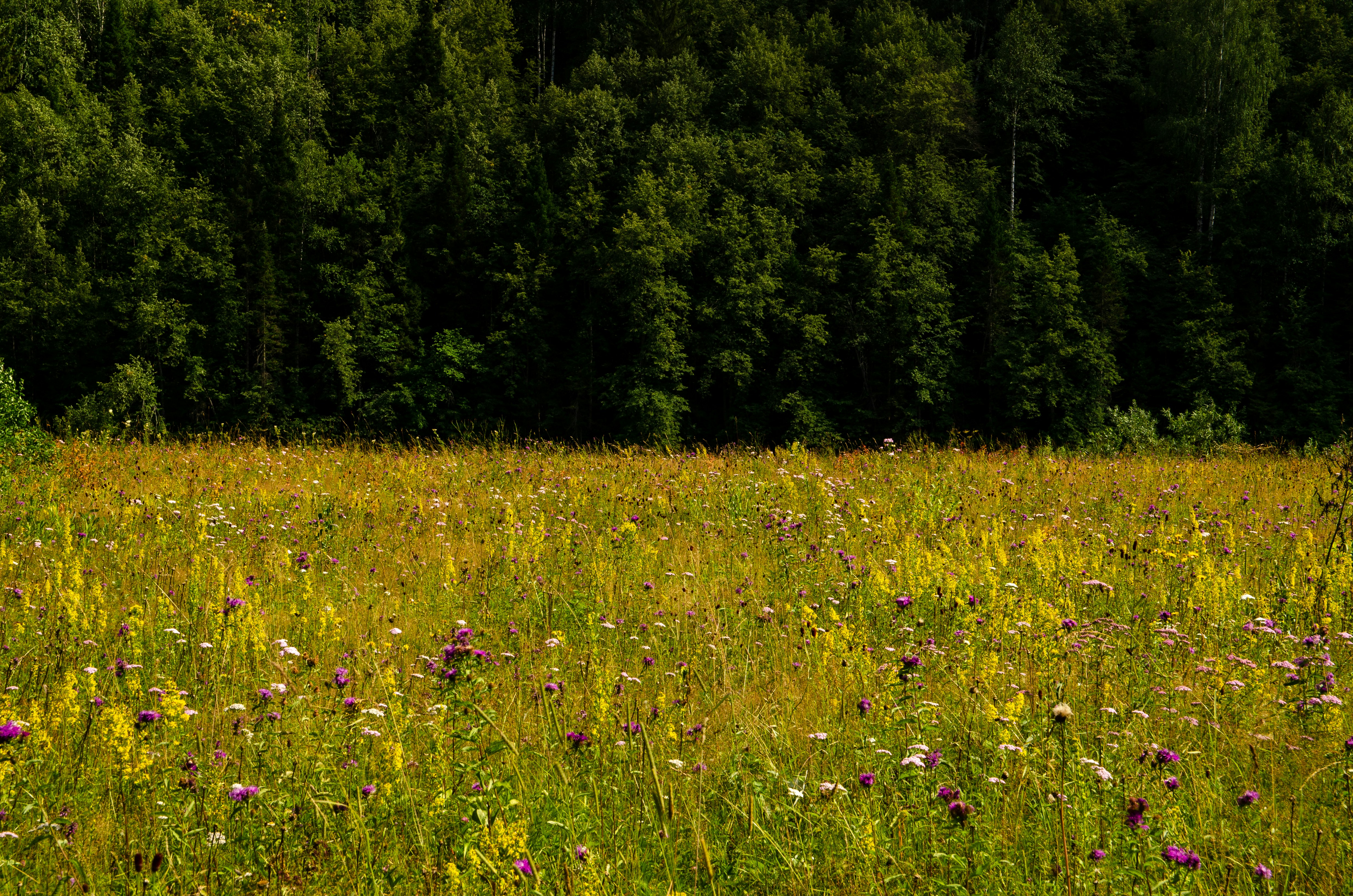 Photo by omg_crustet