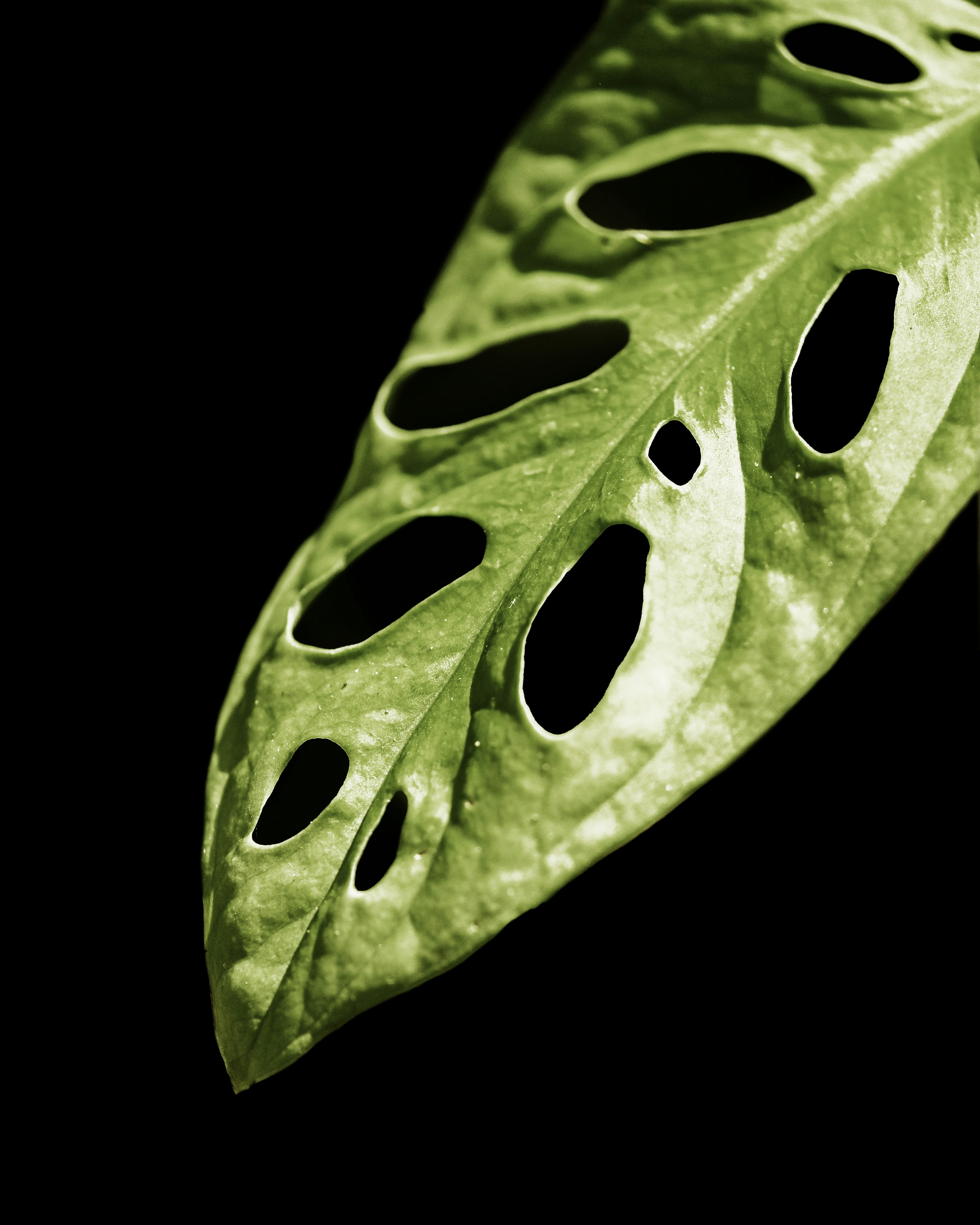 water droplets on green leaf