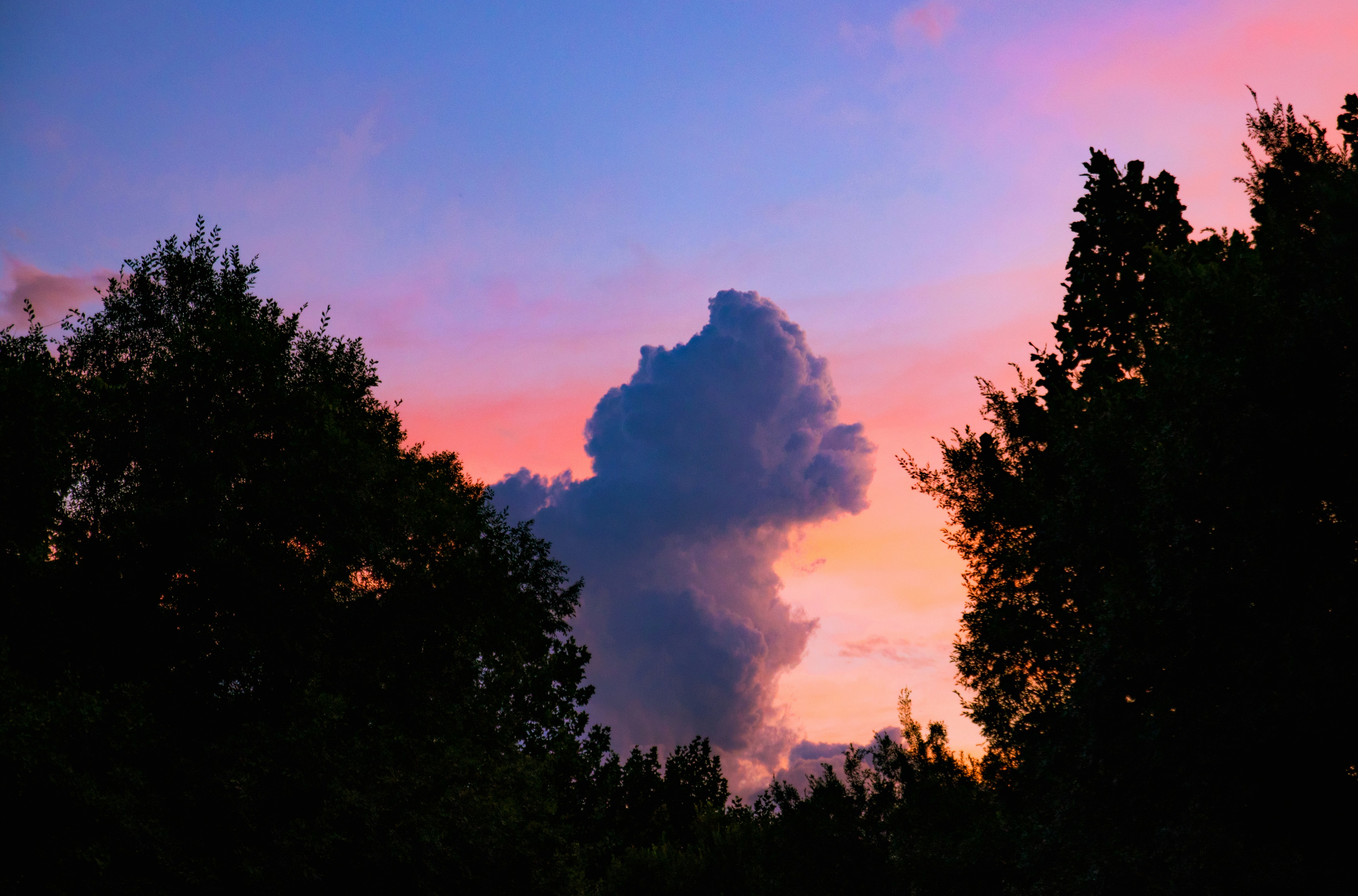 árboles verdes bajo el cielo azul durante el día